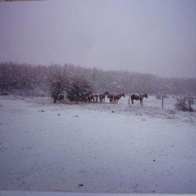 Nevada 2011 11