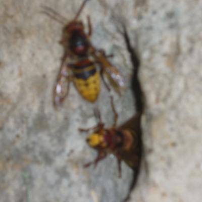 Aveja 