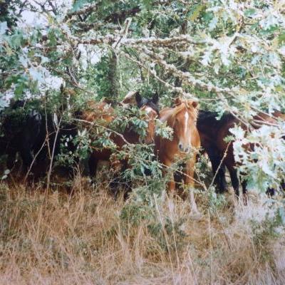 Caballos